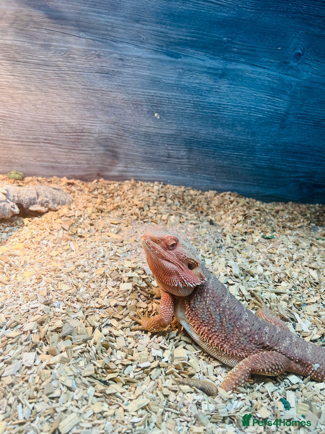 Bearded Dragon reptiles for sale: Red bearded dragon  - Advert 4