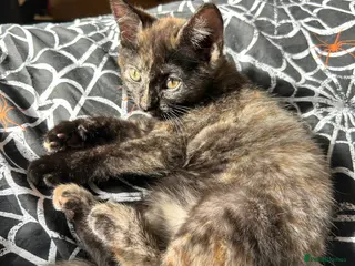 Mixed Breed cats Two fluffy black kittens - Advert 14