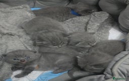 British Shorthair cats for sale: First Litter British Shorthair Pedigree Breed Blue - Image 4