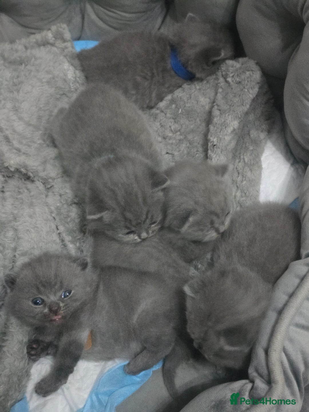 British Shorthair cats for sale: First Litter British Shorthair Pedigree Breed Blue - Image 4