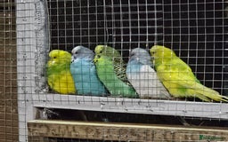 Budgerigars birds for sale: Budgies  - Advert 2