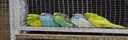 Budgerigars birds for sale: Budgies  - Advert 2