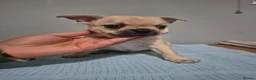 Mixed Breed dogs for sale: Frenchie Mix  - Advert 6