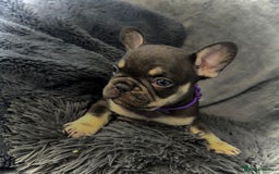 French Bulldog dogs for sale: KC Fluffy Carriers Isabella French Bulldogs puppy - Image 23