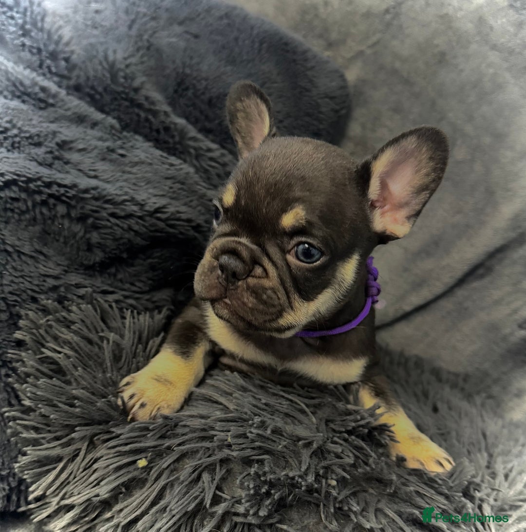 French Bulldog dogs for sale: KC Fluffy Carriers Isabella French Bulldogs puppy - Image 23