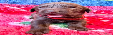Labrador Retriever 4
