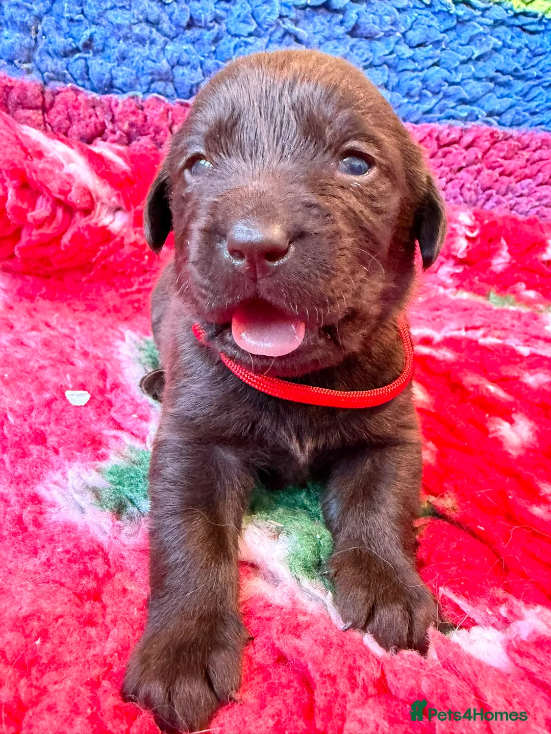 Labrador Retriever dogs for sale: Chocolate Labs Extenively health Tested  - Advert 2