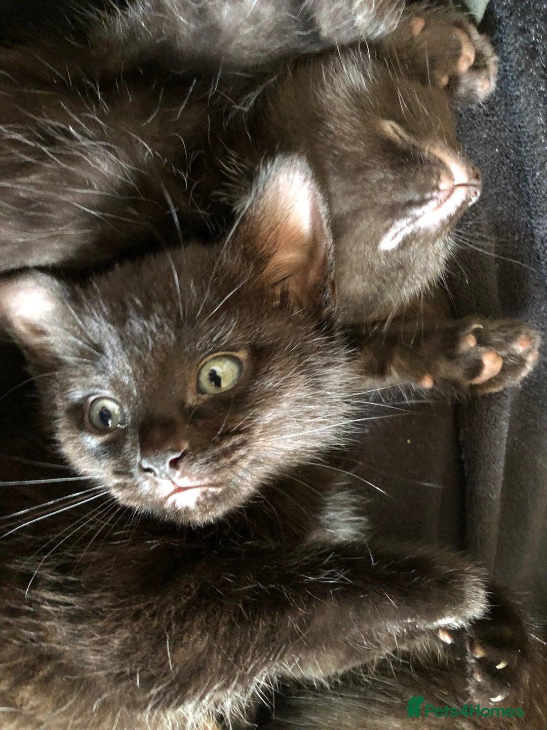 Bombay cats for sale: 4 kittens for sale  - Image 4