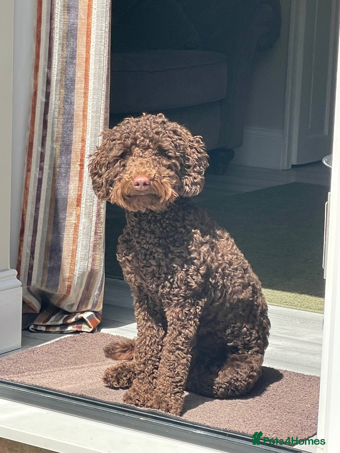 Cockapoo dogs 8 month old brown cockapoo - Advert 1