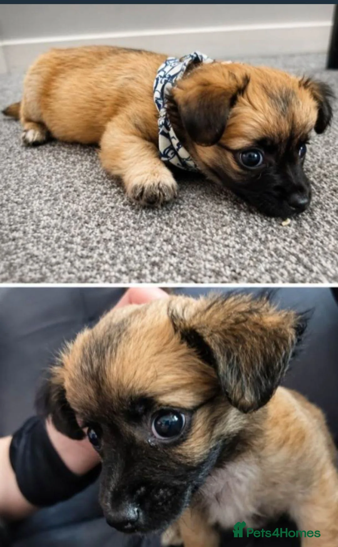 Chorkie dogs for sale: Chorkie puppy - Advert 1