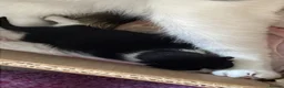 Mixed Breed cats for sale: Four mixed breed kittens in Bedford - Advert 18