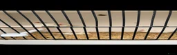 Finches birds for sale: Stunning mutation zebra finches  - Advert 3