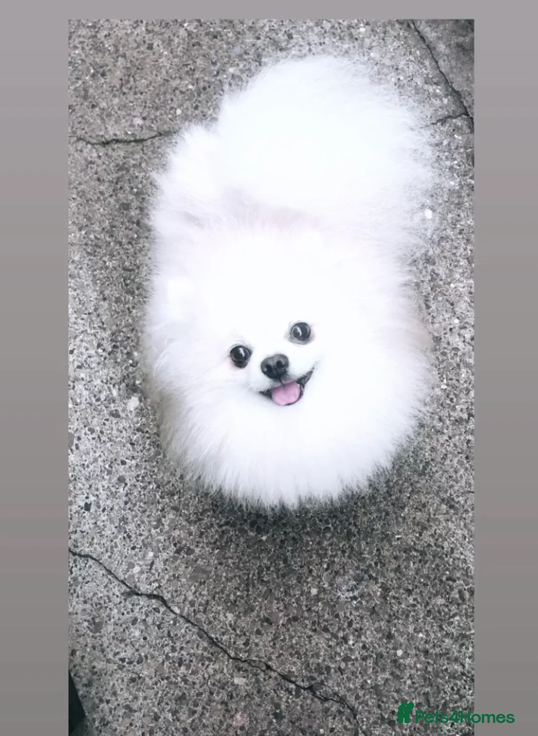 Pomeranian dogs for stud: 1.9kg tiny Proven Ukraine import stud kc reg  in Ferryhill - Advert 8