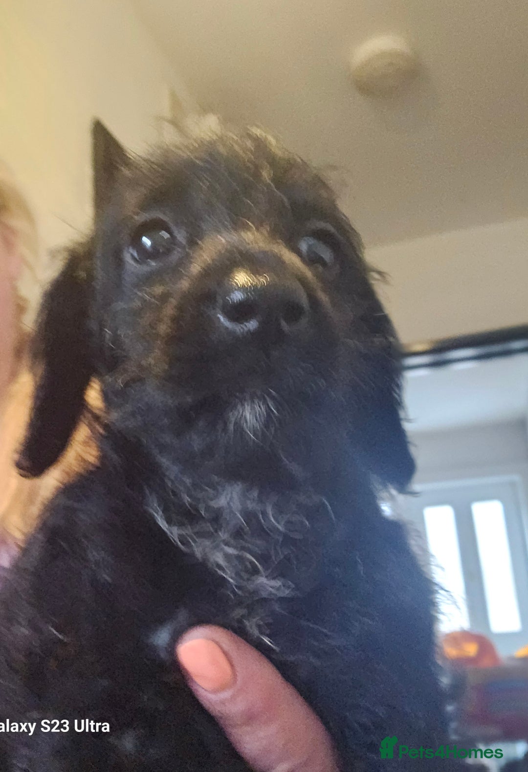 Doxiepoo dogs for sale: Doxipoos puppies mega curly and suited  - Image 14