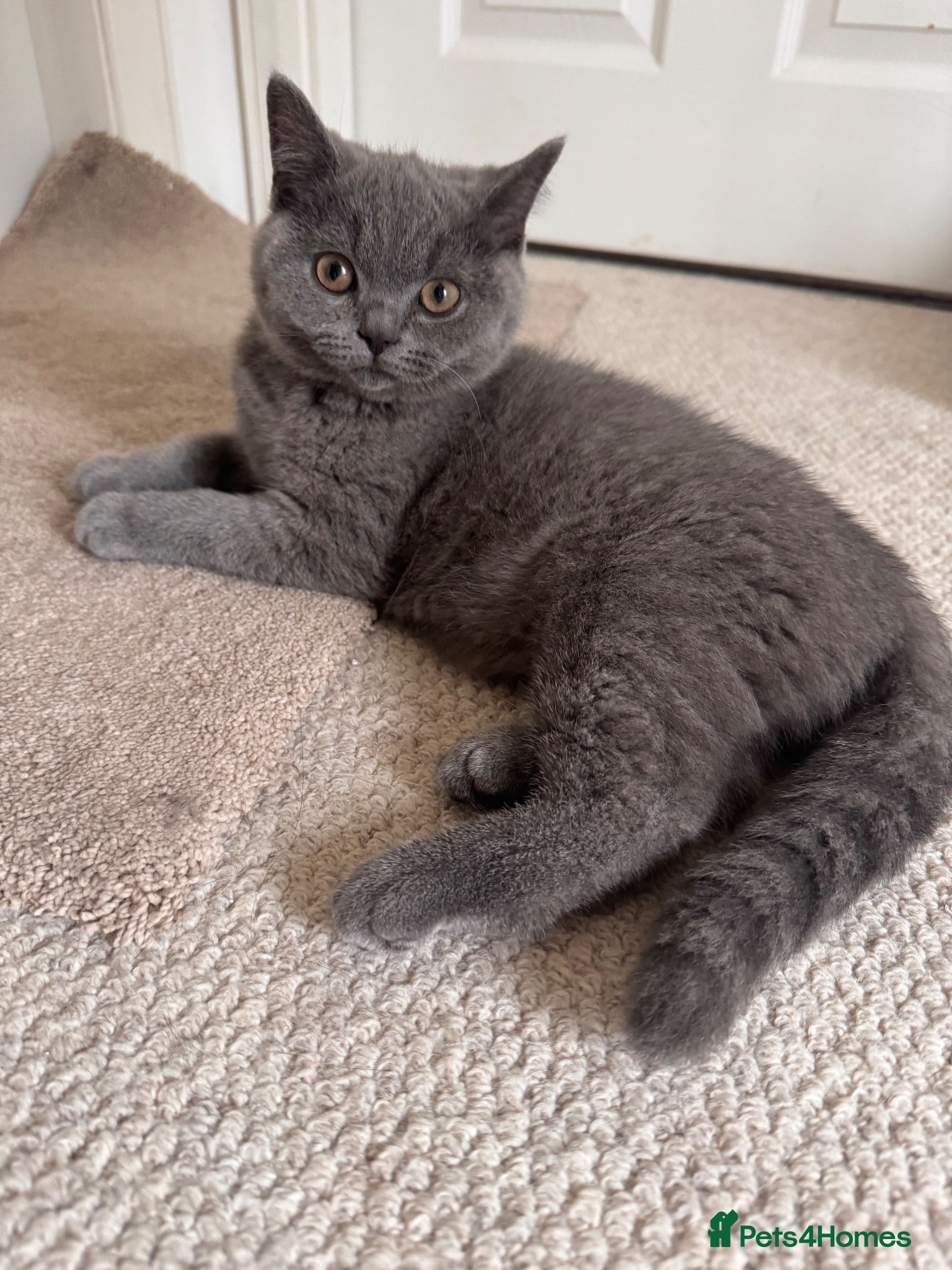 British Shorthair cats Ready Blue BOY British Shorthair kitten GCCF - Advert 2
