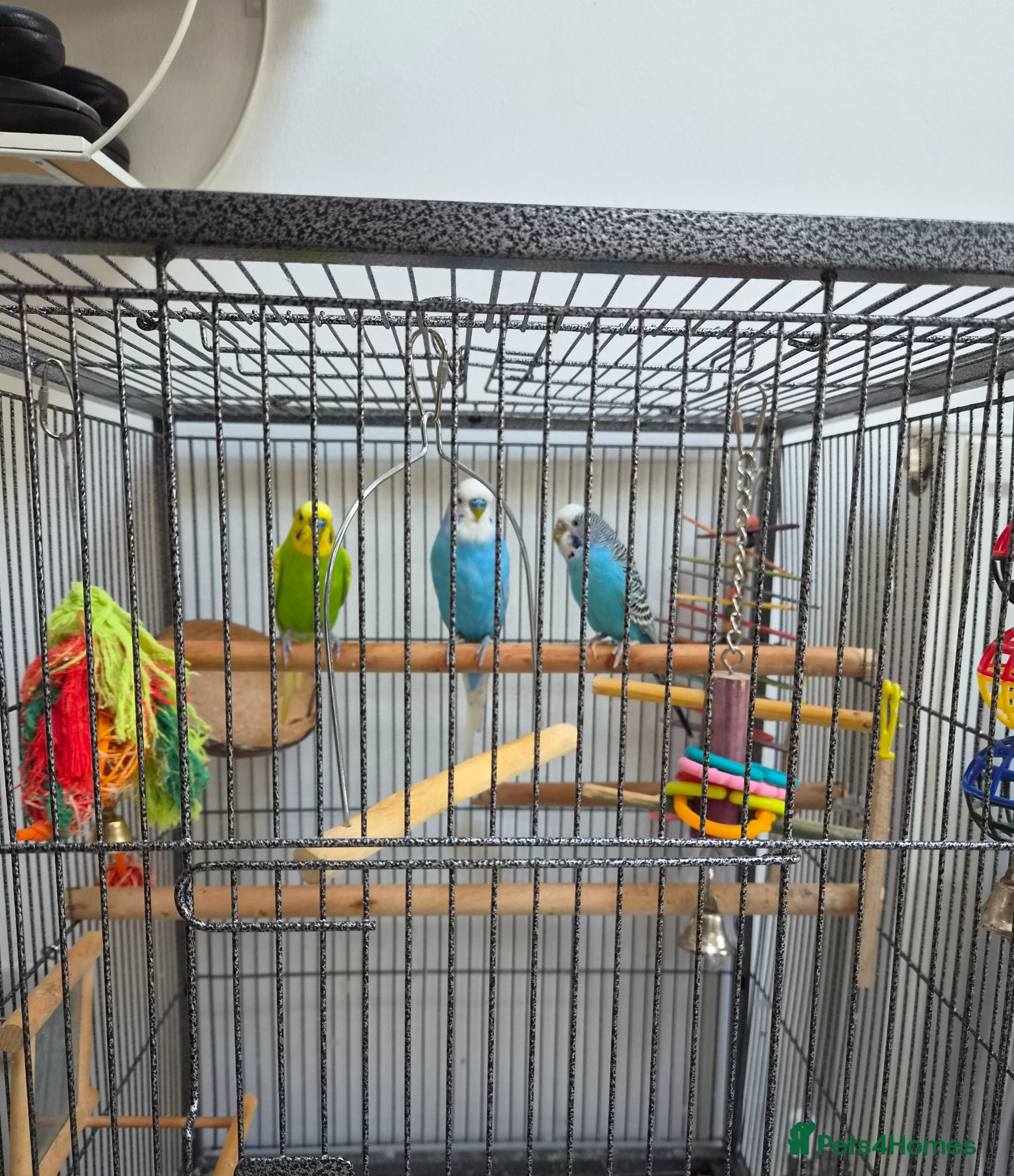 Budgerigars birds Budgies for sale - Advert 1
