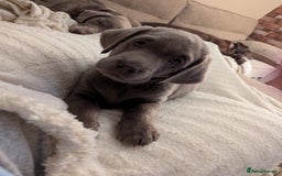 Labrador Retriever dogs for sale: KC Silver Labradors  - Image 25