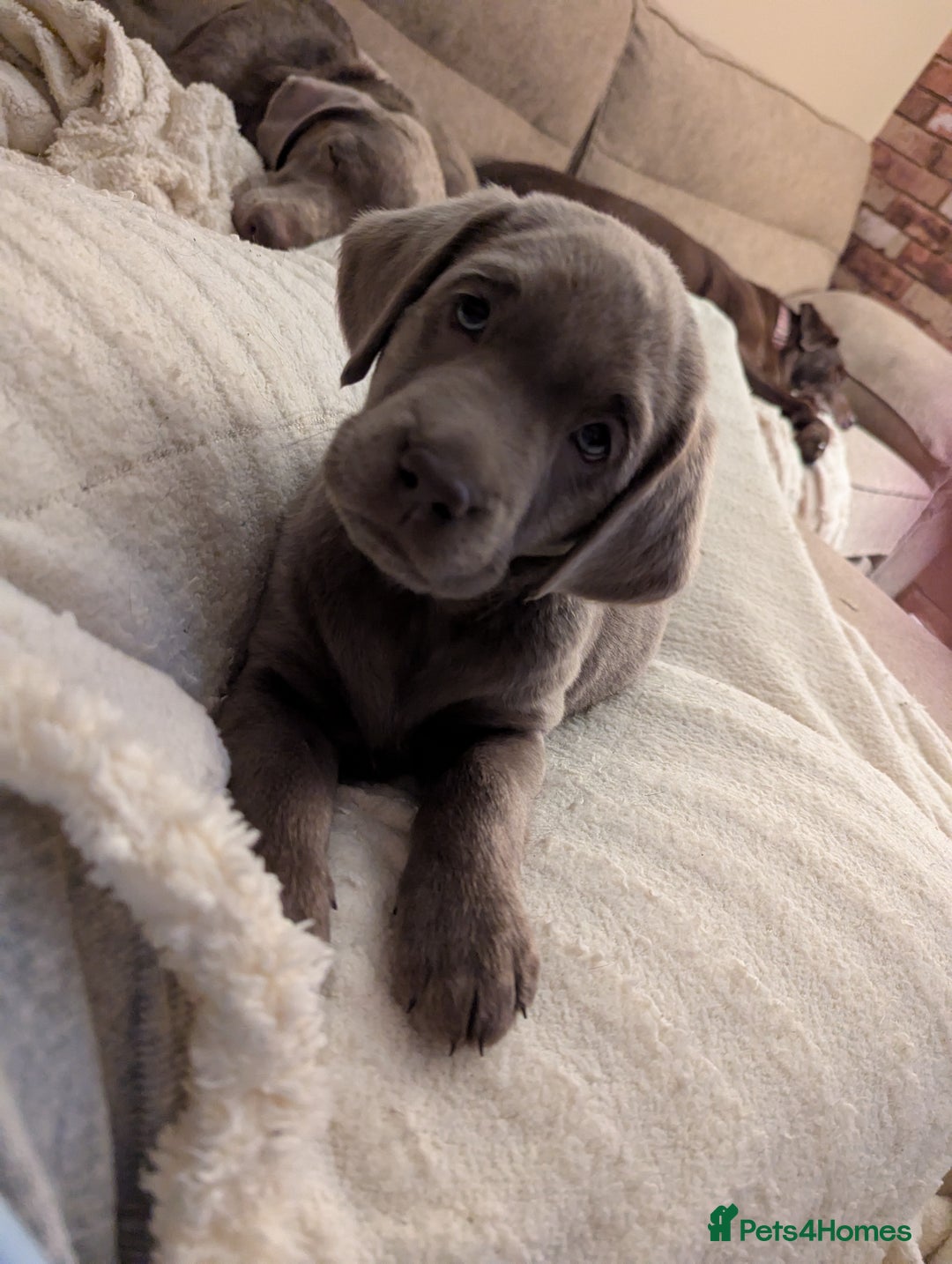 Labrador Retriever dogs for sale: KC Silver Labradors  - Image 25