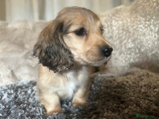Miniature Dachshund dogs Cream Longhaired miniature dachshunds - Advert 6