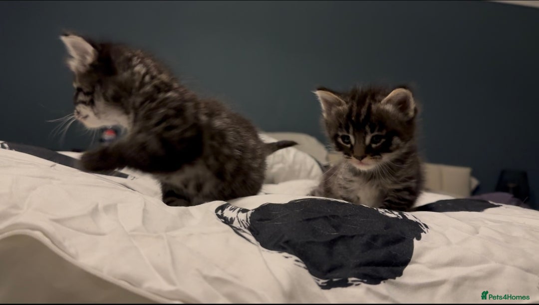 Maine Coon cats for sale: 2 Maine coon x tabby kittens  - Image 15