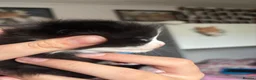 Maine Coon cats for sale: Beautiful Maine Coon kittens - Advert 19