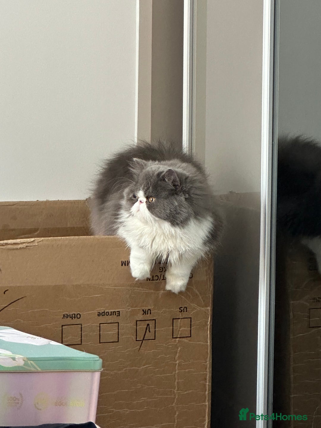Persian cats for sale: GCCF Active Registered Bicolor Persian - Advert 2