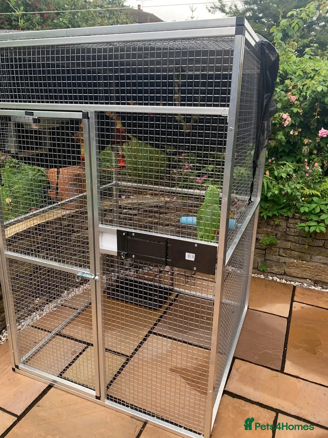 Parrots birds for sale: Yellow Crowned Amazon in Glossop - Advert 3