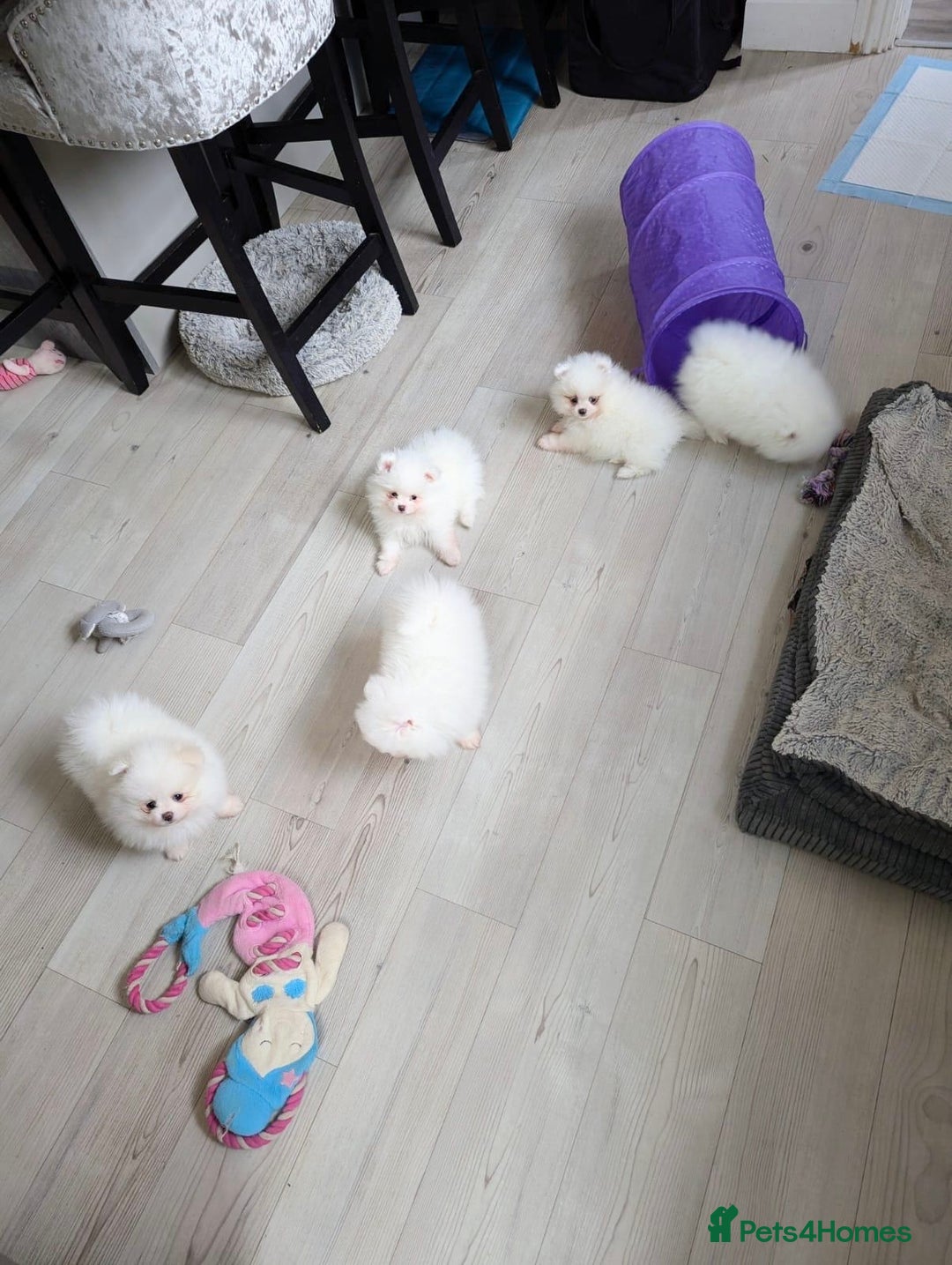 Pomeranian dogs for sale: KC White Pomeranian polar bears 🐻‍❄️  - Image 6