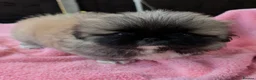 Pekingese dogs for sale: KC Registered Pekingese Puppies top quality  - Advert 14