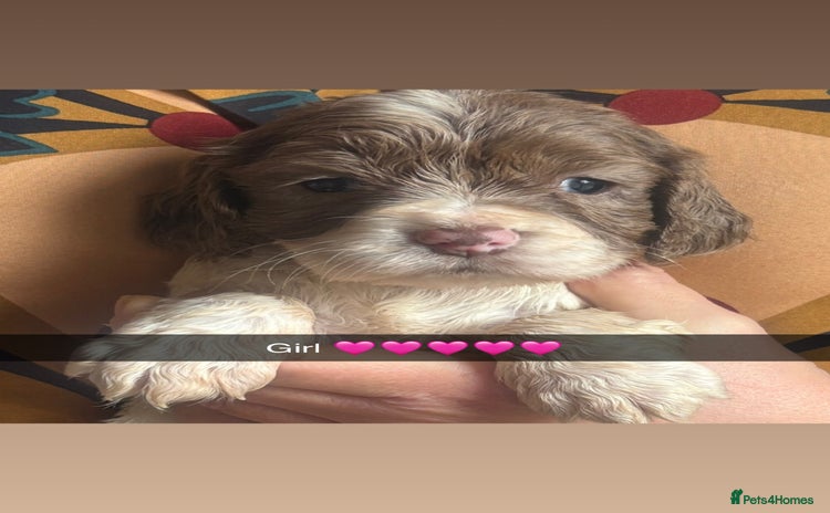 Cocker Spaniel dogs Cocker spaniel pups - Advert 5