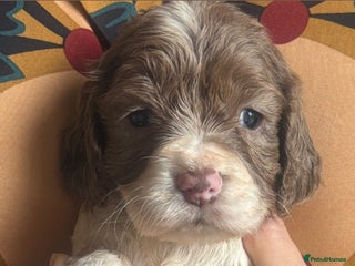 Cocker Spaniel dogs Cocker spaniel pups - Advert 1