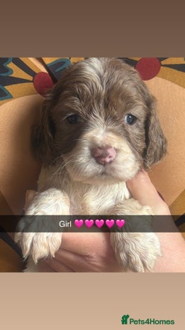 Cocker Spaniel dogs Cocker spaniel pups - Advert 5