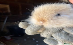 Lionhead rabbits for sale: Beautiful Lion head Baby Bunnies  - Image 5