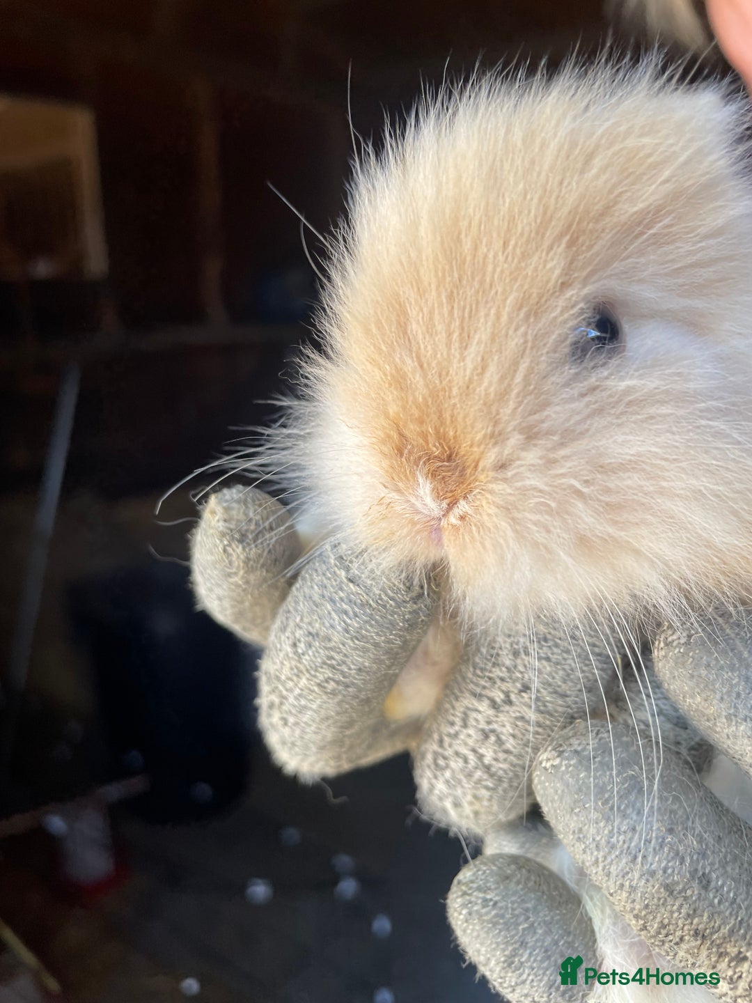 Lionhead rabbits for sale: Beautiful Lion head Baby Bunnies  - Image 5