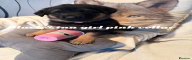 German Shepherd 5