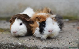 Guinea Pig rodents for sale: 9 Month Old Male Guinea Pigs Looking For Homes in Wigan - Image 26
