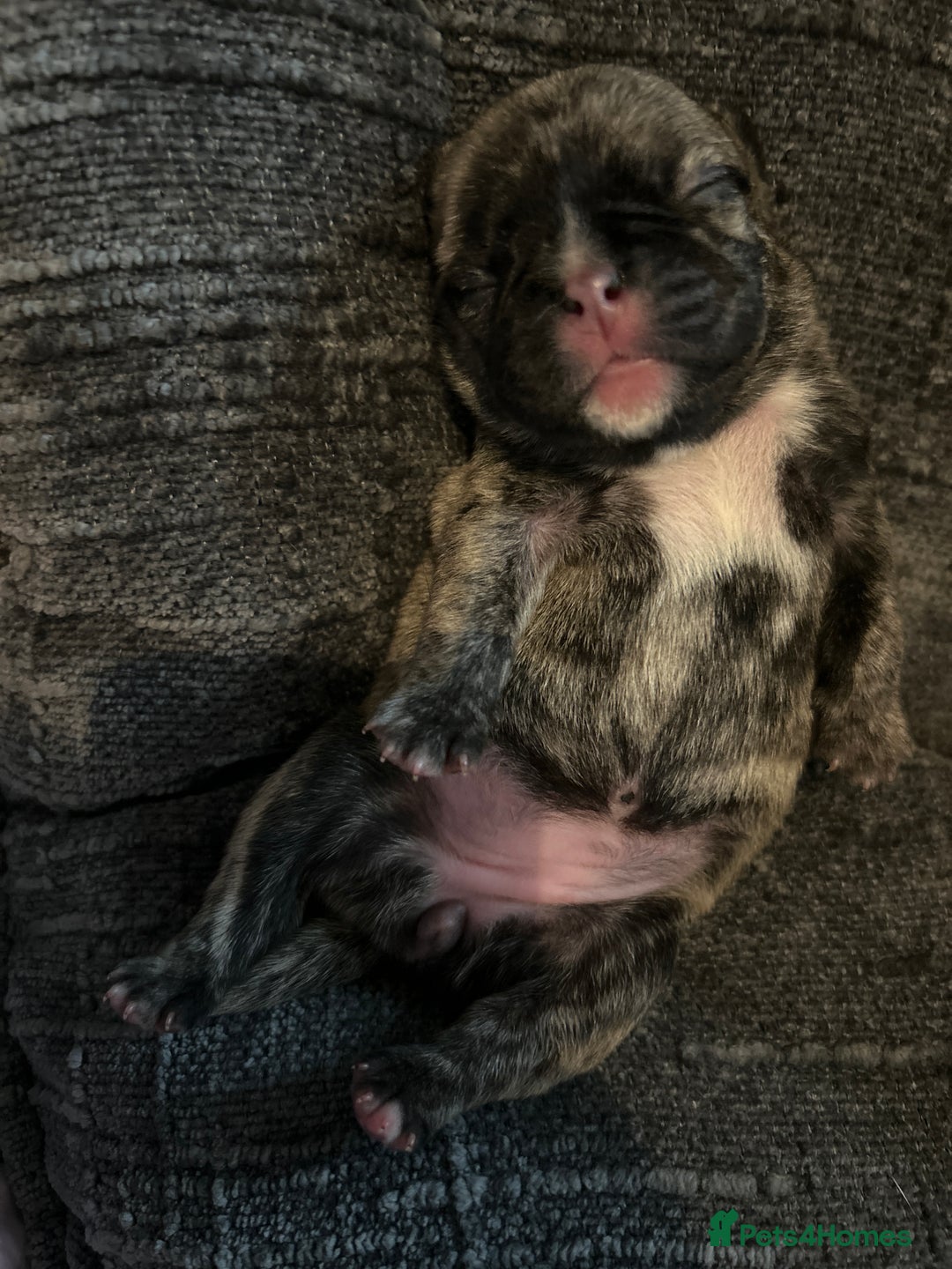 Frug dogs for sale: Frug puppies  - Advert 35