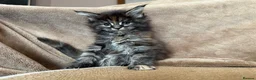 Maine Coon cats for sale: TICA Maine coon Kittens Smoke/Silver - Advert 11