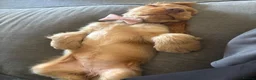 Cocker Spaniel dogs for sale: Show Cocker spaniel  in Solihull - Advert 5