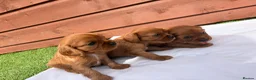 Cavalier King Charles Spaniel dogs for sale: Cavalier King Charles - Advert 2