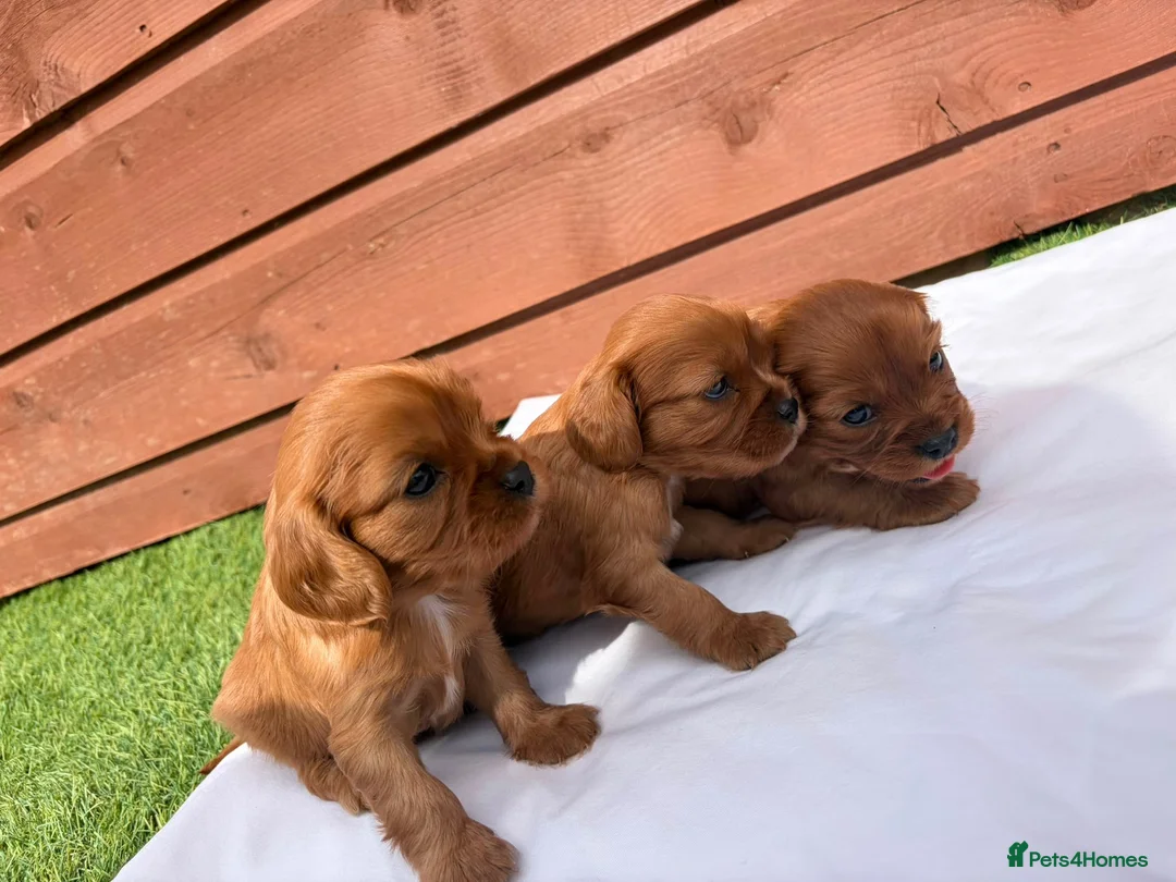 Cavalier King Charles Spaniel dogs for sale: Cavalier King Charles - Advert 2