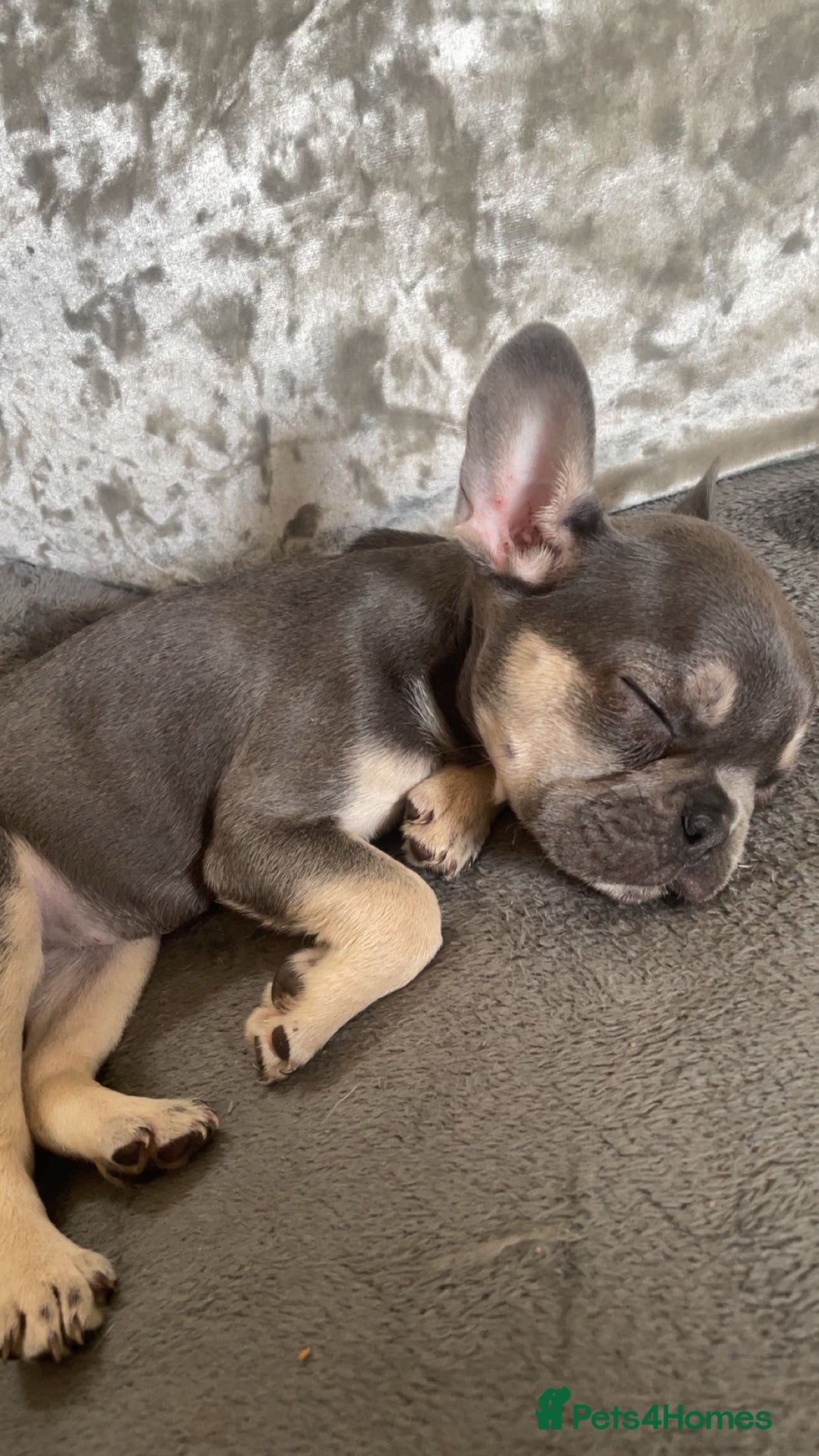 French Bulldog dogs for sale: French bulldog puppy - Image 2