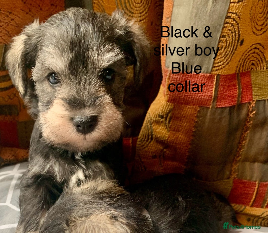 Miniature Schnauzer dogs for sale: Miniature Schnauzer pups - Image 7