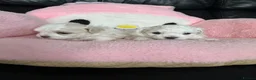 Maltese dogs for sale: 😍Tiny gorgeous Maltese puppies🥰  - Advert 9