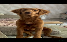 Goldendoodle dogs for stud: Beautiful deep Red goldendoodle for stud  - Image 3