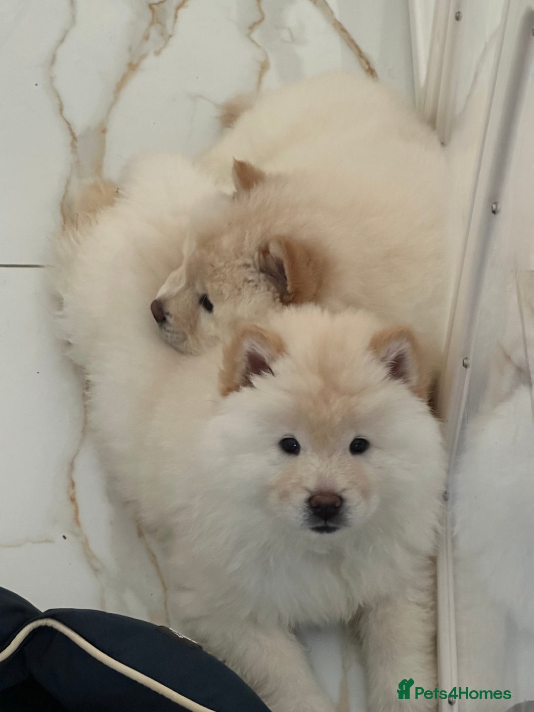 Chow Chow dogs for sale: 2 Chow Chow females - Advert 1