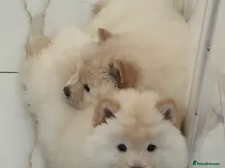 Chow Chow dogs *** REDUCED*** Chow Chow female - Advert 1