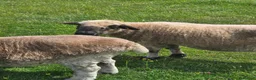 Sheep livestock for sale: 7/8 Valais Ewes - Advert 3