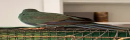 Parrots birds for sale: Bonded pair of kakarikis male and female  - Advert 12