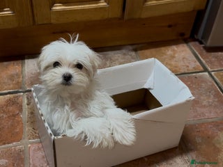 Maltese dogs Stunning Maltese puppies, K.C. registered - Advert 2